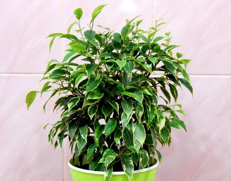 Фикус Бенджамина кустовой