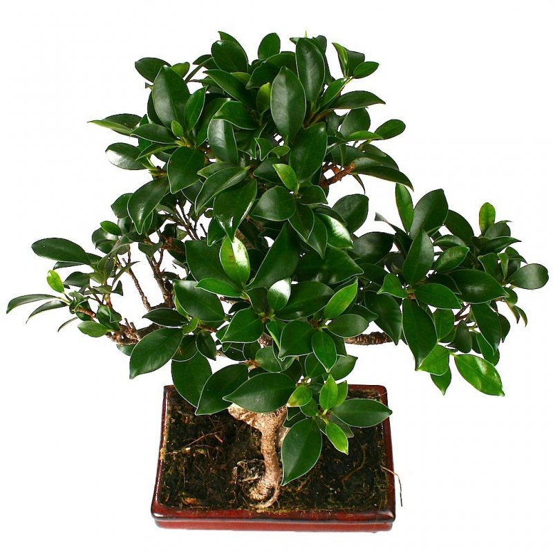 Ficus retusa.фикус ретуза