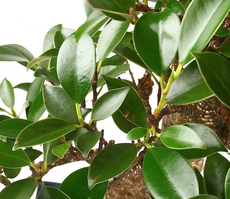 Ficus retusa.фикус ретуза