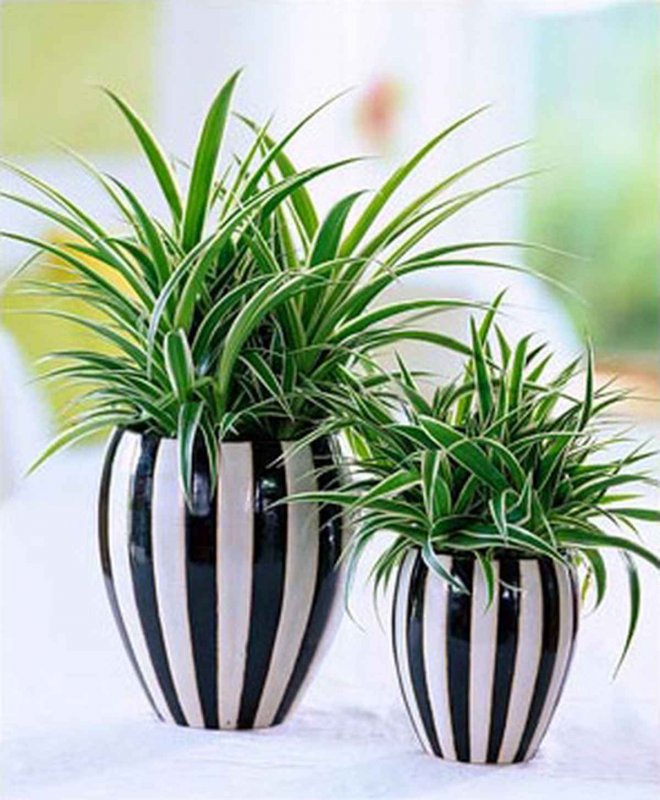 Хлорофитум хохлатый Chlorophytum comosum