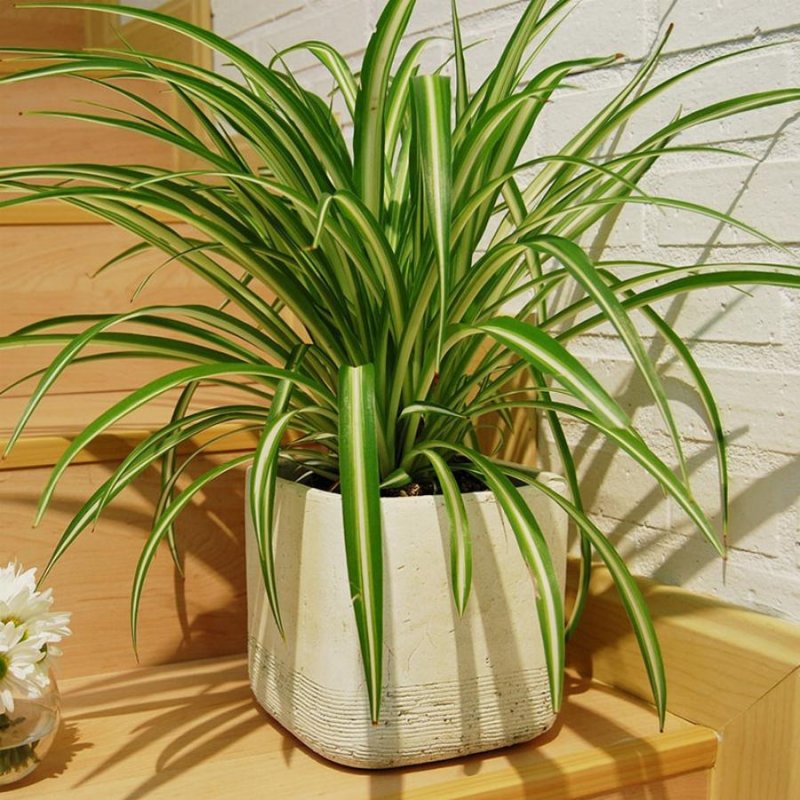 Хлорофитум хохлатый Chlorophytum comosum