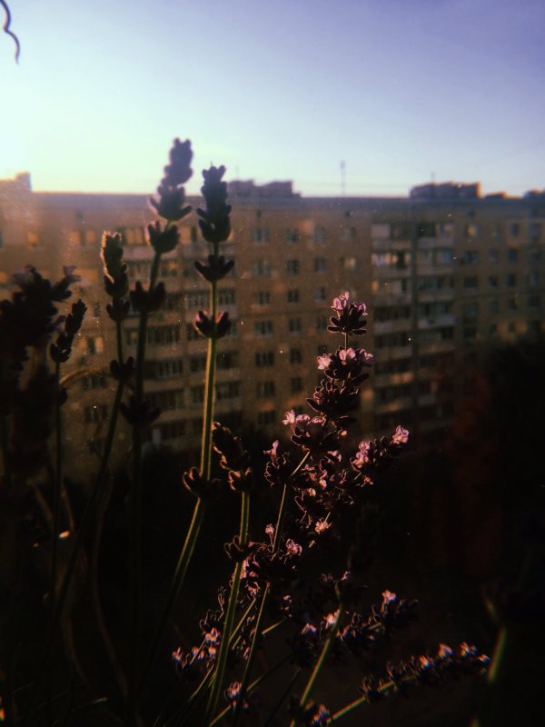 Кафе с глицинией Париж