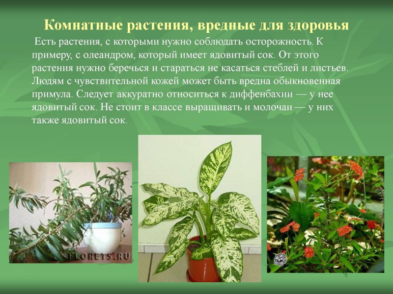 Полезные и опасные растения