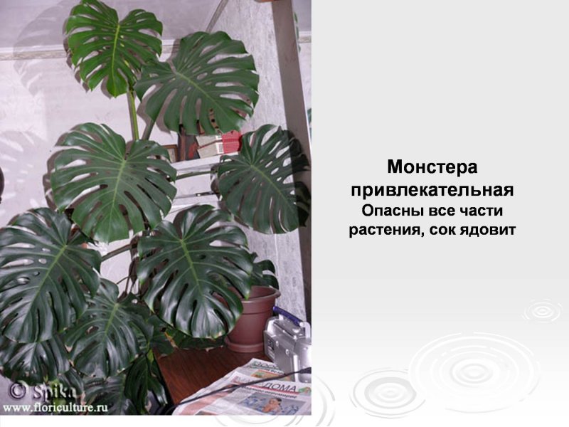 Монстера растение яд