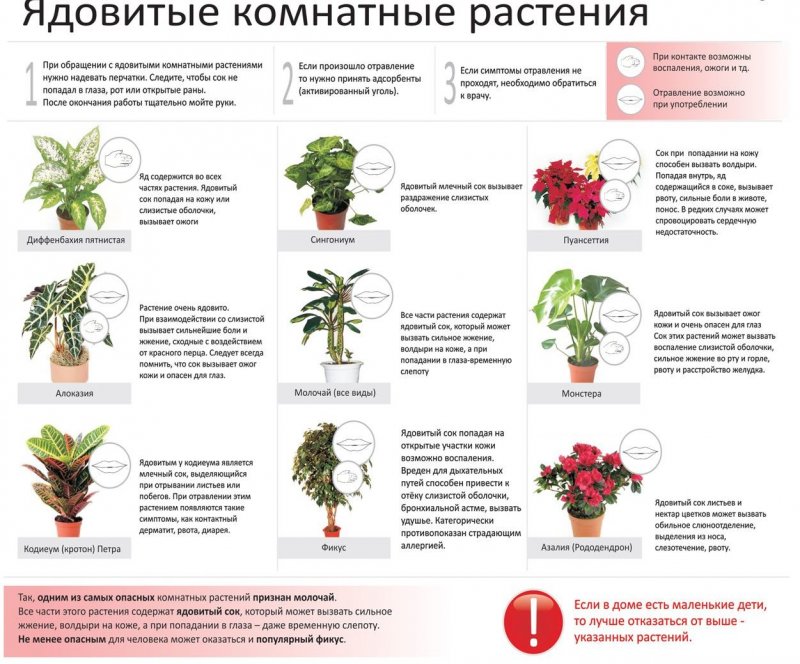 Ядовитые комнатные растения 10