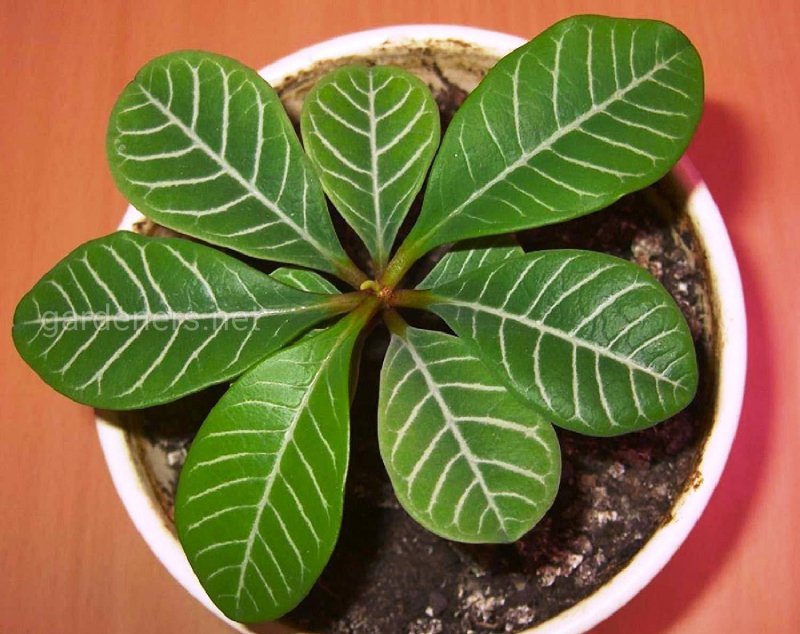 Молочай беложильчатый (Euphorbia leuconeura)