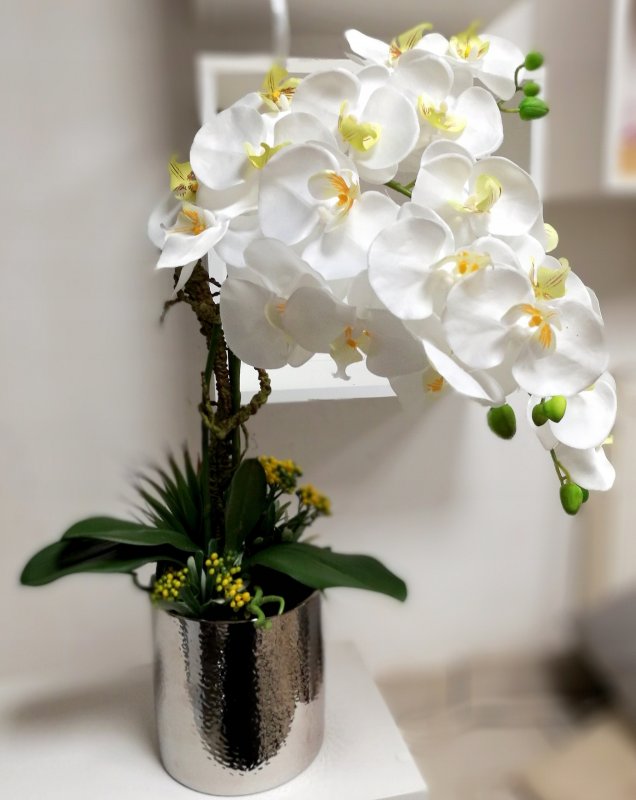 Орхидея Plant Passport Phalaenopsis