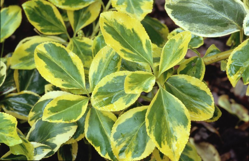 Бересклет японский Euonymus