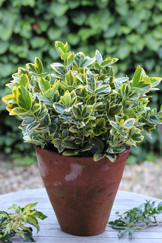 Бересклет японский (Euonymus japonicus)