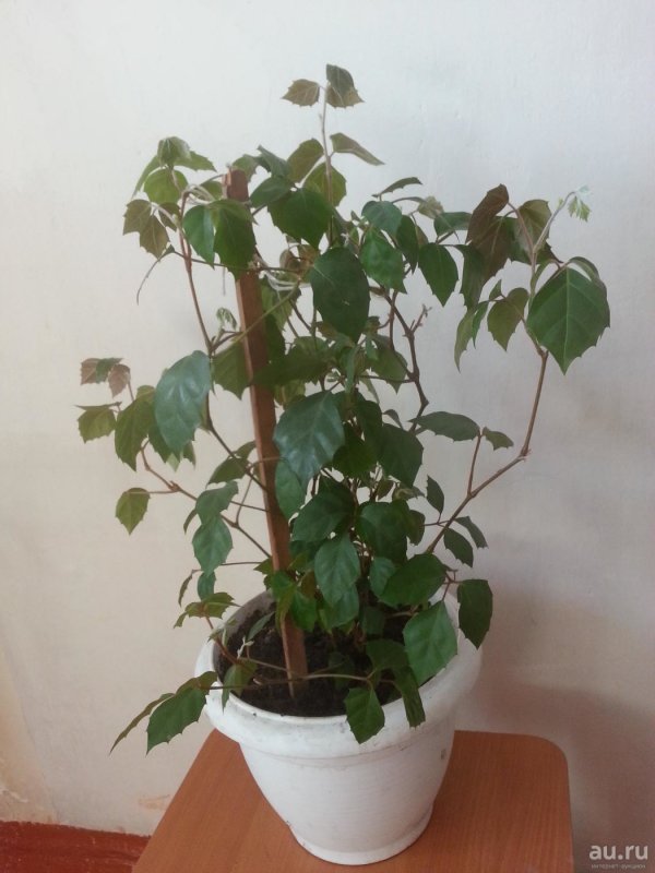 Роициссус ромбический (Rhoicissus rhomboidea)
