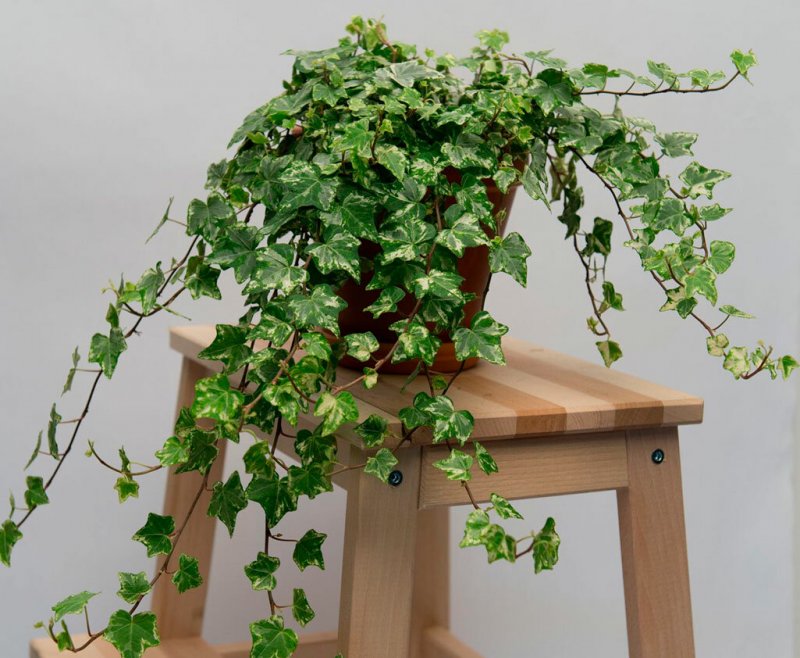 Плющ Hedera Helix