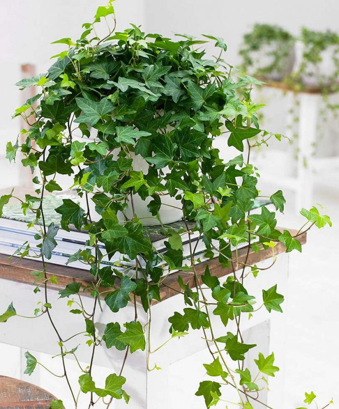 Плющ обыкновенный (Hedera Helix)