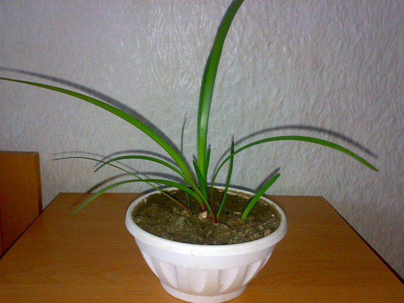 Валлота листья