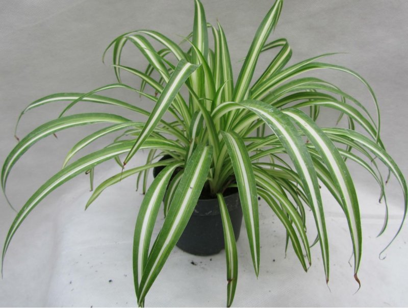 Хлорофитум comosum vittatum