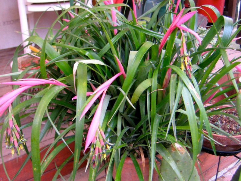 Billbergia Nutans - бильбергия пониклая