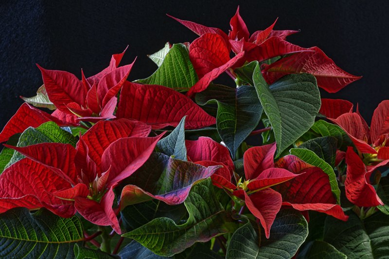 Poinsettia цветок