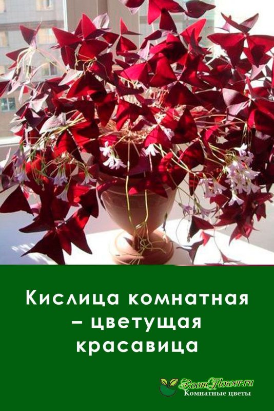 Оксалис бордовый