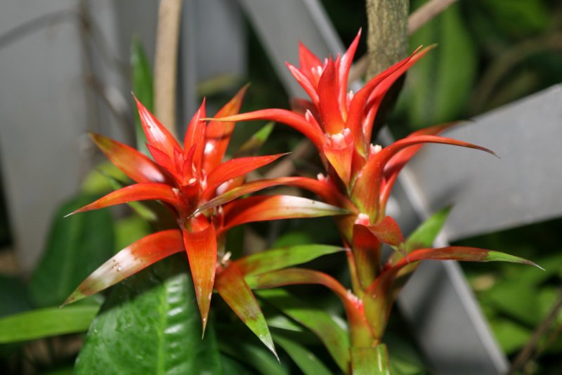 Пуансеттия Euphorbia pulcherrima