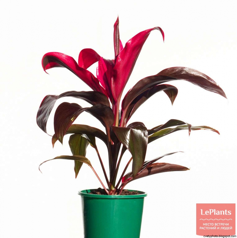 Кордилина (Cordyline)