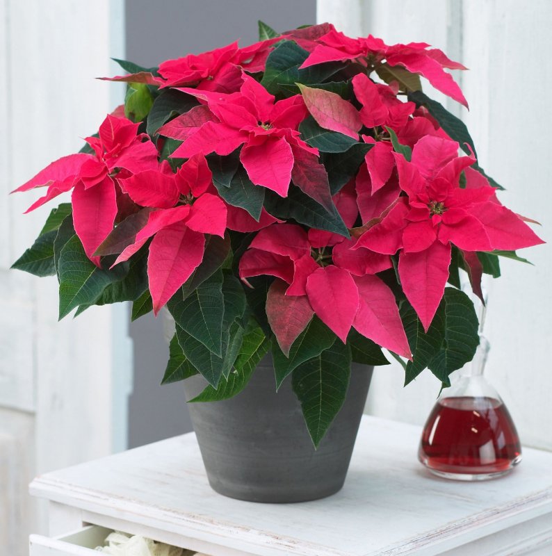 Пуансеттия Euphorbia
