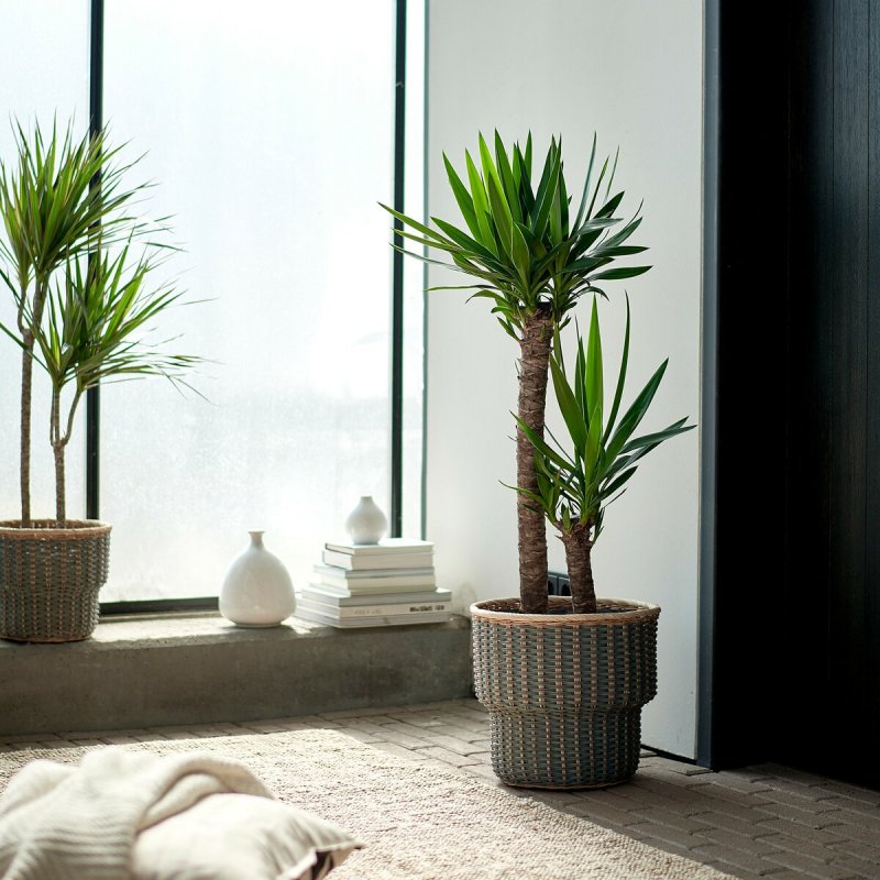 Цветок Yucca ELEPHANTIPES
