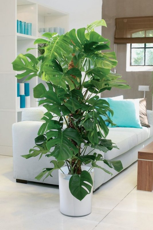 Монстера Делициоза (Monstera deliciosa)