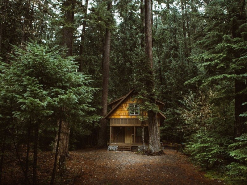 Forest House Хижина в лесу