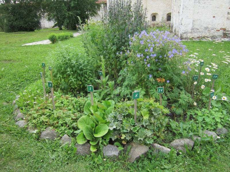 Клумба из аптекарских трав