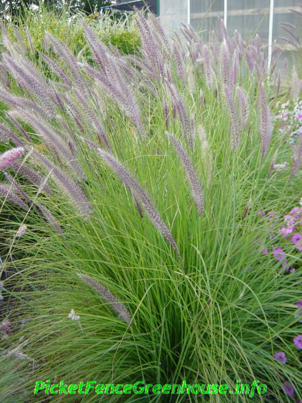 Pennisetum setaceum
