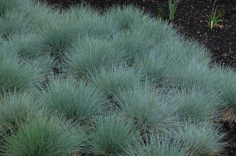 Овсяница сизая (Festuca glauca)