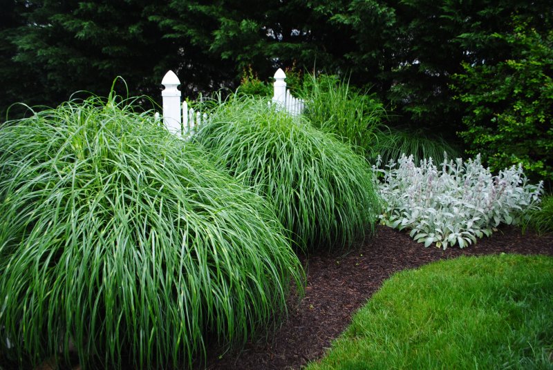 Miscanthus sinensis zebrinus