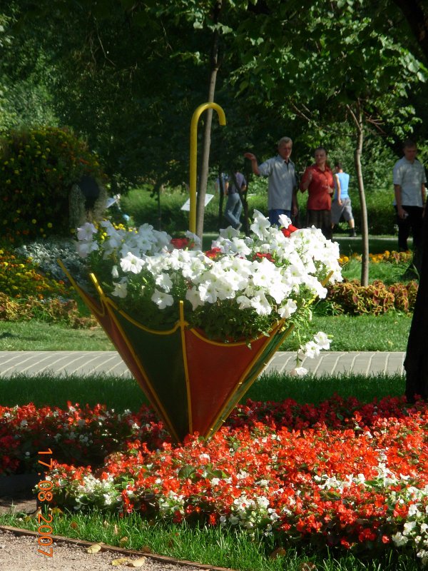 Цветник зонтик