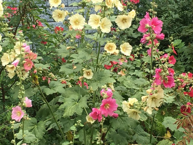Malva Alcea 'Fastigiata'