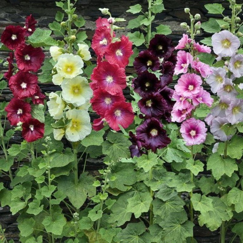 Мальва – Alcea rosea