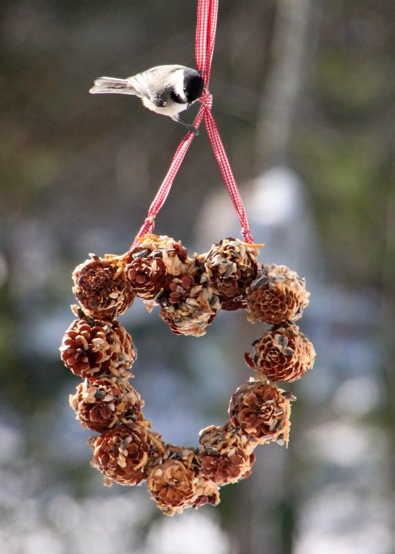 Pinecone Bird Feeder