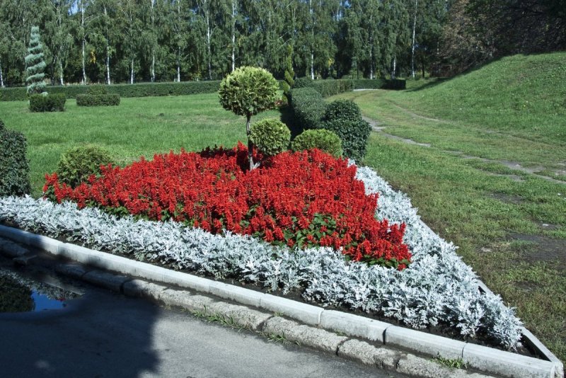 Клумбы бархатцы Сальвия цинерария