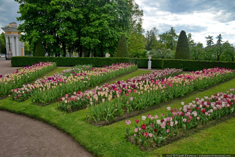 Петергоф сад цветники
