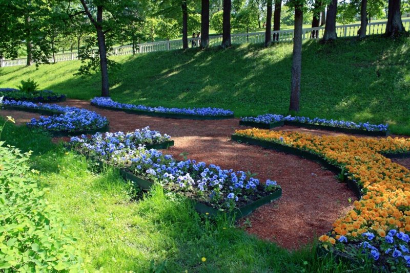Клумбы в парках Петергофа