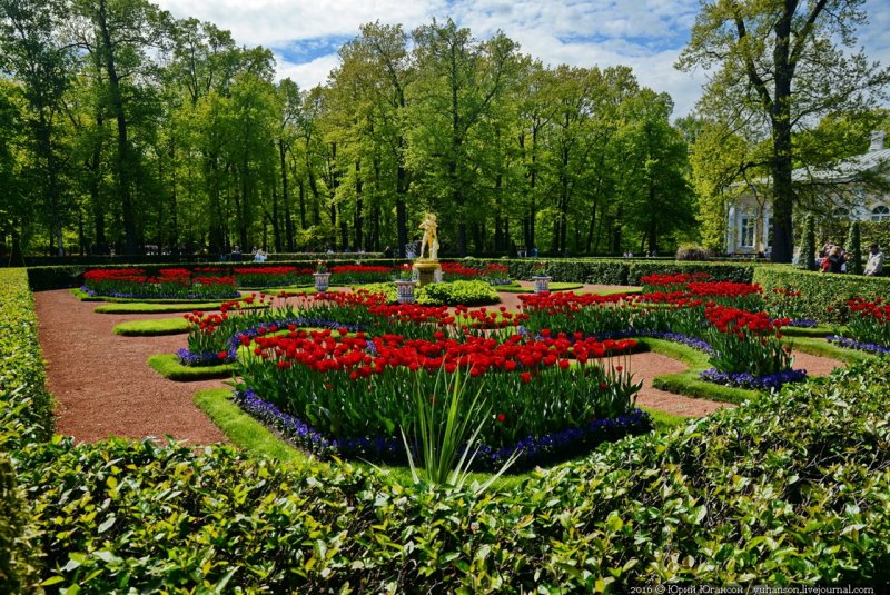 Петергоф большие партерные цветники