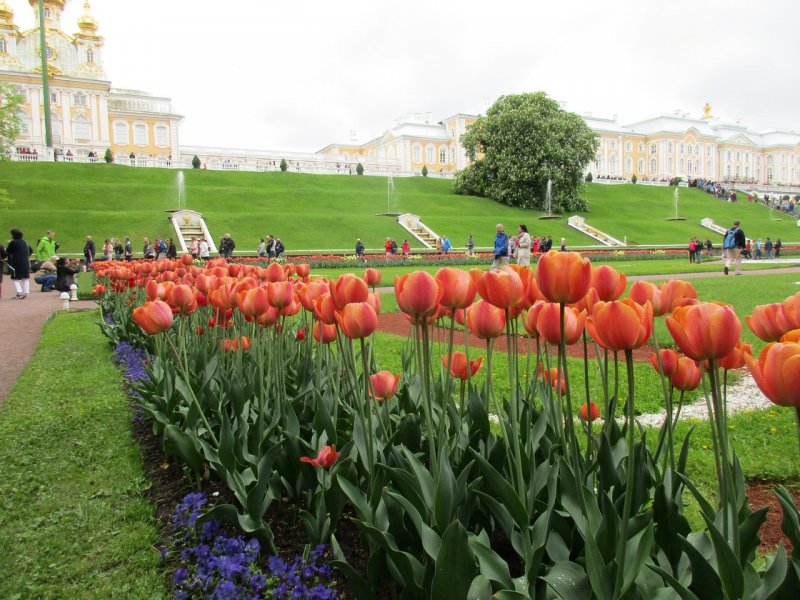 Тюльпаны СПБ Петергоф