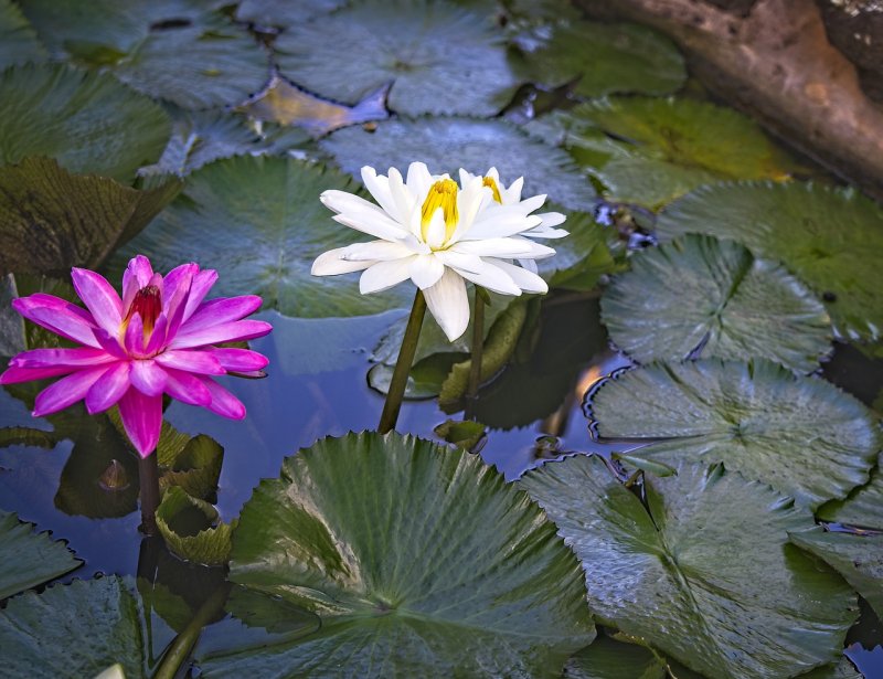Water Lily Pond