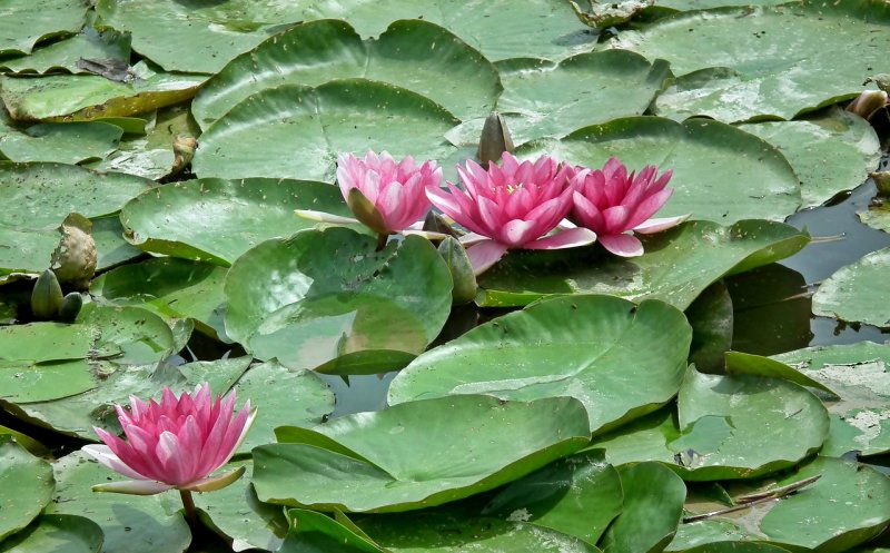 Картинки бесплатные для коммерческого использования водяной