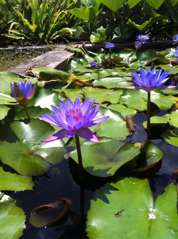 Кувшинка Nymphaea Albatross