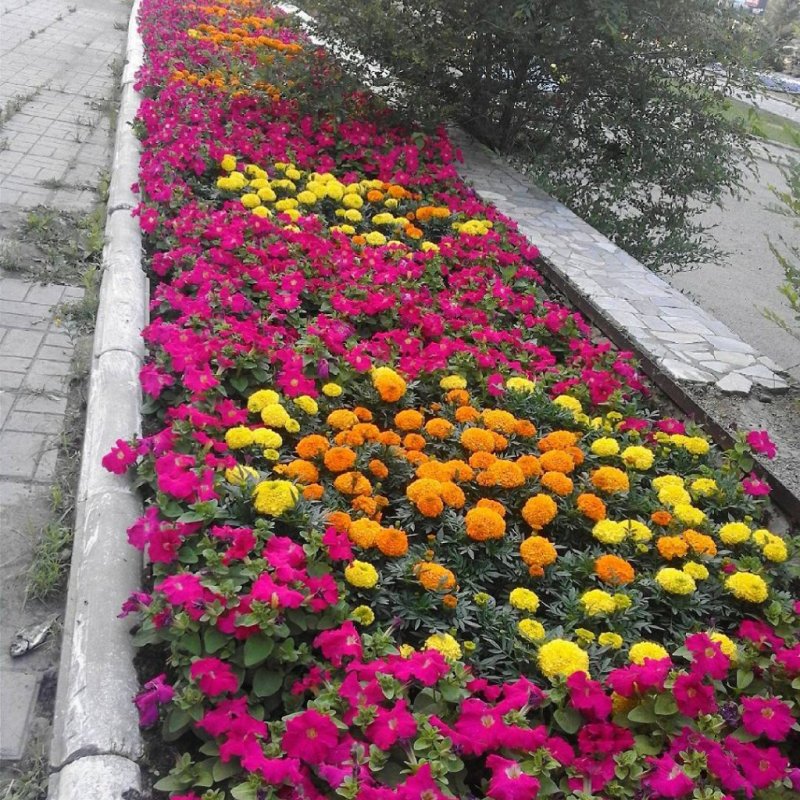 Рабатка Тунберга