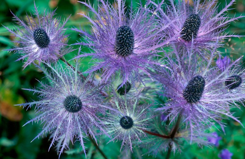 Синеголовник Альпийский (Eryngium alpinum)