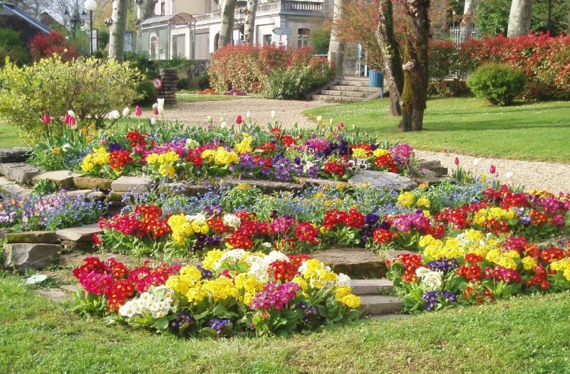Ранункулюс в рабатку