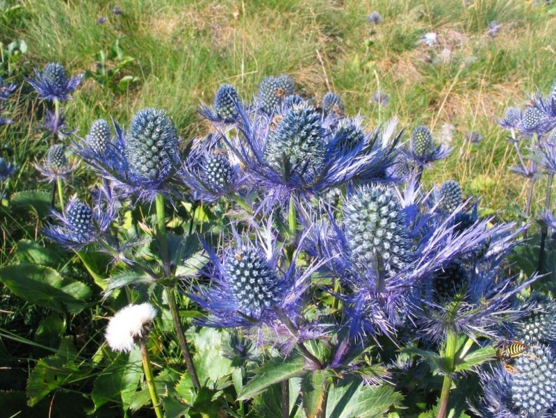 Синеголовник Альпийский Eryngium