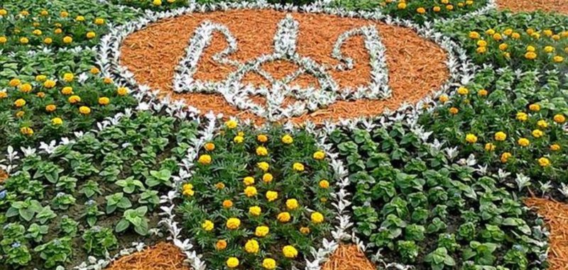 Клумба колеус и бархатцы