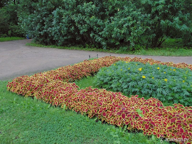 Клумба колеус бархатцы и цинерария