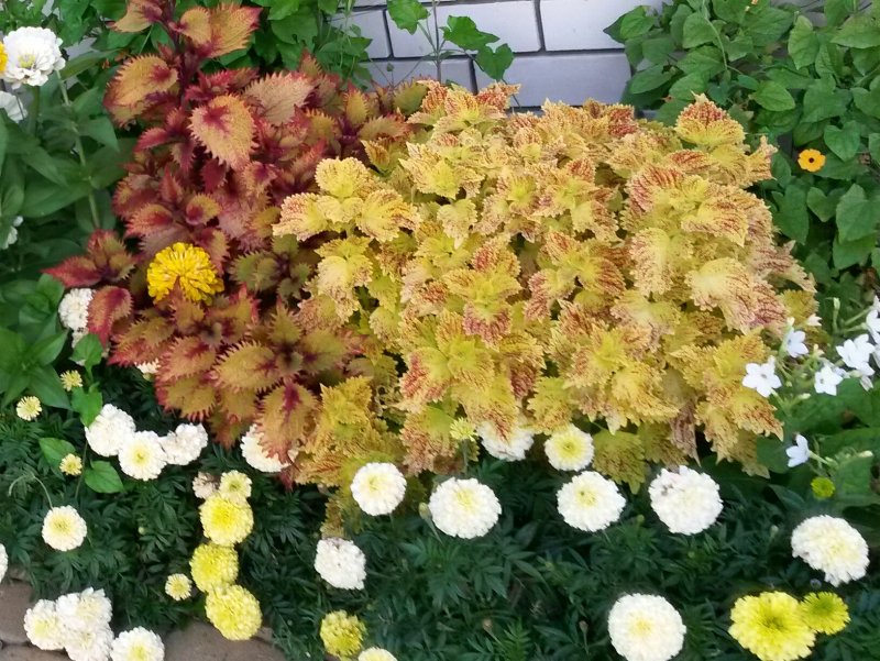Колеус Хенна фото